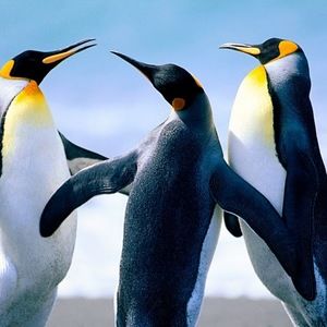 Meet your Posher, Love